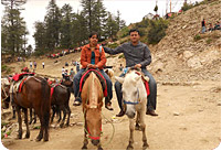Honeymoon in Shimla