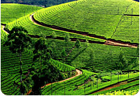 Ooty Tours