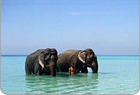 Andaman Packages